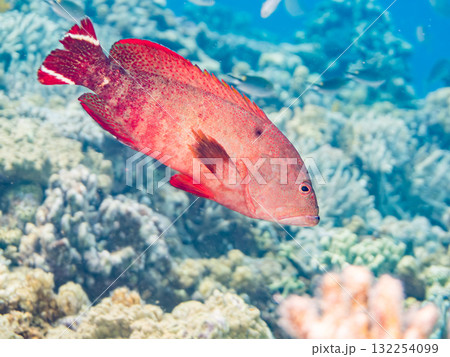美しいニジハタ他。美しいサンゴ礁と熱帯魚の群れ。 沖縄県島尻郡慶良間諸島座間味島安室島-2025 132254099
