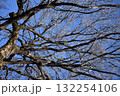 冬空にそびえる大木の枝・枝・枝 132254106