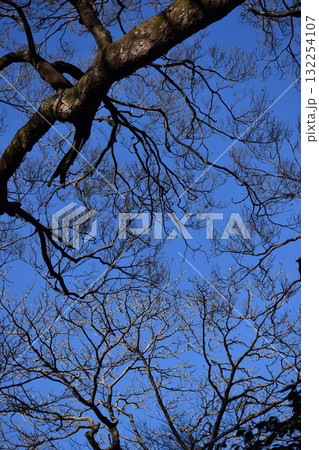 冬空にそびえる大木の枝・枝・枝 132254107