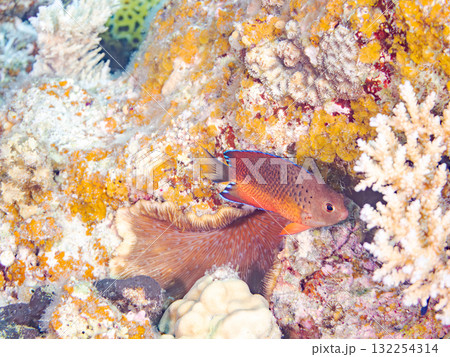 美しいアカハラヤッコ他。美しいサンゴ礁と熱帯魚の群れ。 沖縄県島尻郡慶良間諸島座間味島安室島2025 美しいアカハラヤッコ他。美しいサンゴ礁と熱帯魚の群れ。 沖縄県島尻郡慶良間諸島座間味島安室島2025 132254314