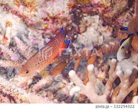 美しいアカハラヤッコ他。美しいサンゴ礁と熱帯魚の群れ。 沖縄県島尻郡慶良間諸島座間味島安室島2025 美しいアカハラヤッコ他。美しいサンゴ礁と熱帯魚の群れ。 沖縄県島尻郡慶良間諸島座間味島安室島2025 132254322