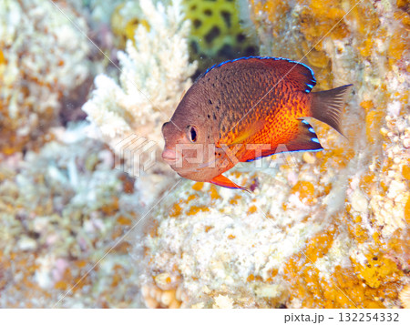 美しいアカハラヤッコ他。美しいサンゴ礁と熱帯魚の群れ。 沖縄県島尻郡慶良間諸島座間味島安室島2025 美しいアカハラヤッコ他。美しいサンゴ礁と熱帯魚の群れ。 沖縄県島尻郡慶良間諸島座間味島安室島2025 132254332