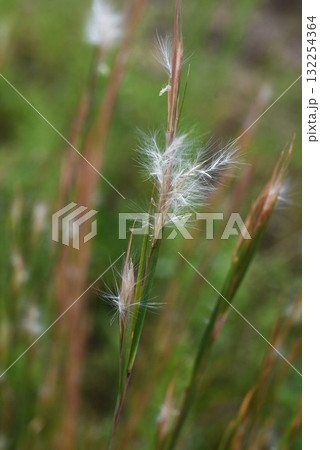メリケンカルカヤ・米利堅刈萱・雑草の花・草木染の材料 132254364