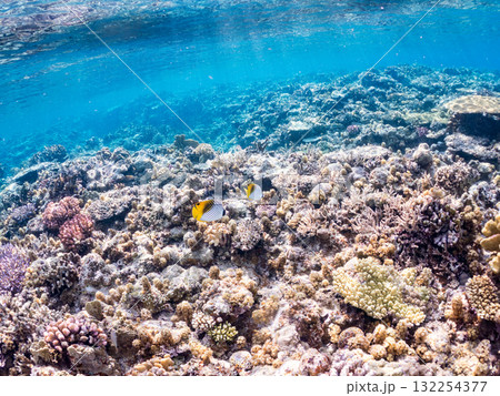 美しいトゲチョウチョウウオ群れ他。美しいサンゴ礁と熱帯魚の群れ。沖縄県島尻郡慶良間諸島座間味島安室島 132254377