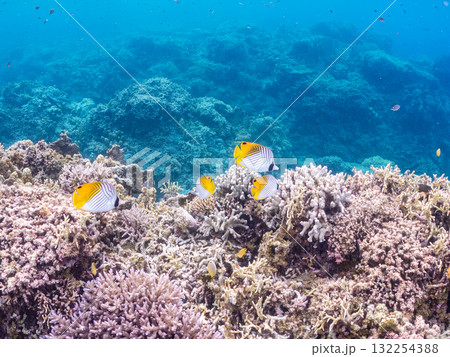美しいトゲチョウチョウウオ群れ他。美しいサンゴ礁と熱帯魚の群れ。沖縄県島尻郡慶良間諸島座間味島安室島 132254388