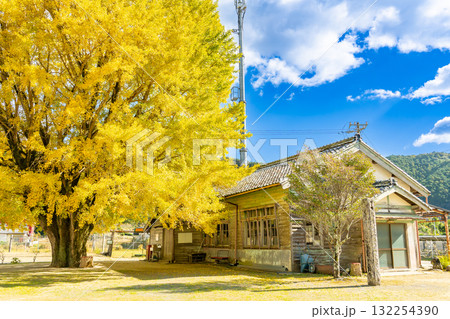 三重県南伊勢町　黄金色に輝く河内の大銀杏 132254390
