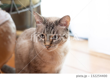 見つめる猫 シャムトラ猫 見つめる猫 シャムトラ猫 132254400