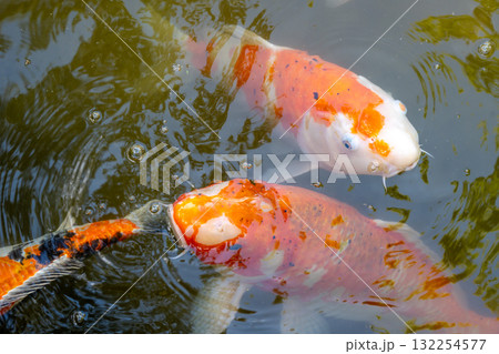 Colorful koi fish in Shukkei-en Japanese garden in Hiroshima, Japan Colorful koi fish in Shukkei-en Japanese garden in Hiroshima, Japan 132254577
