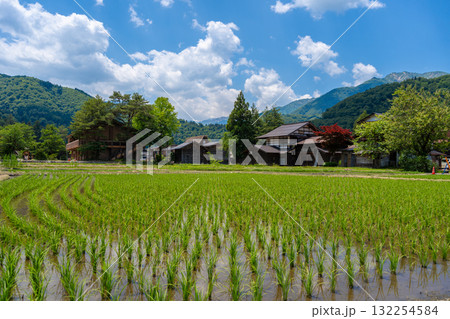 Traditional rice fields and gassho houses in Shirakawa-go village, Japan 132254584