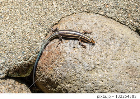 Japanese five-lined skink lizard sunbathing on a rock in Shirakawa-go Japanese five-lined skink lizard sunbathing on a rock in Shirakawa-go 132254585