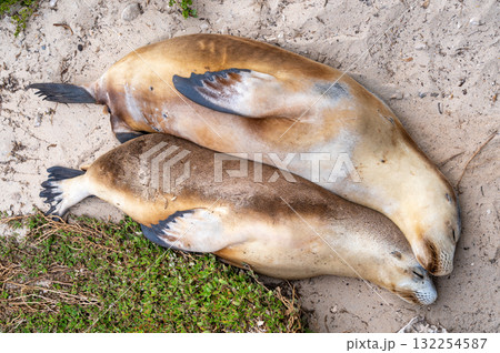 Sea lion couple resting on the beach at Seal Bay, Kangaroo Island, Australia 132254587