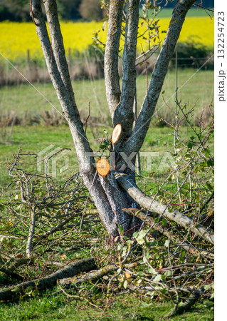 Tree pruning for maintenance and a better harvest the following year Tree pruning for maintenance and a better harvest the following year 132254723