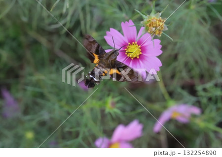 秋の野原に咲くコスモスの花の蜜を吸うホシホウジャク 秋の野原に咲くコスモスの花の蜜を吸うホシホウジャク 132254890