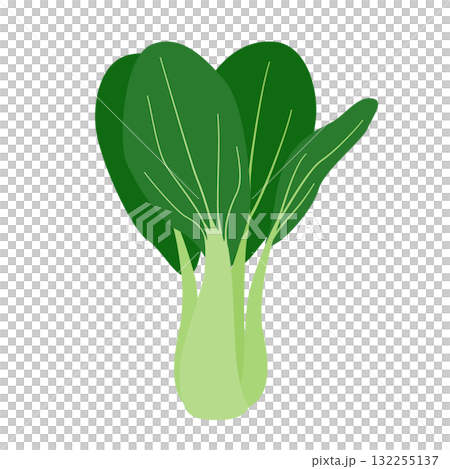 白菜的簡單插圖 132255137