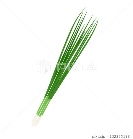 小ネギのシンプルなイラスト 132255158