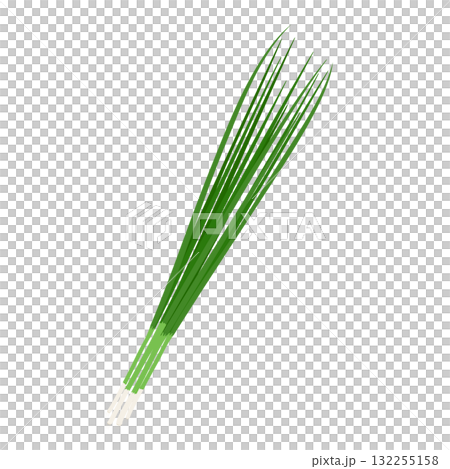 小ネギのシンプルなイラスト 132255158