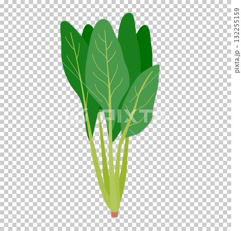 ほうれん草のシンプルなイラスト 132255159
