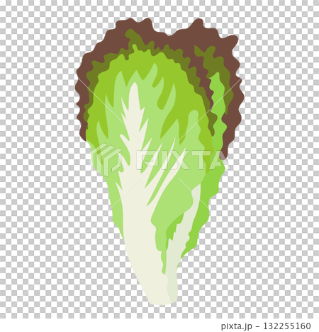 Simple illustration of sunny lettuce Simple illustration of sunny lettuce 132255160
