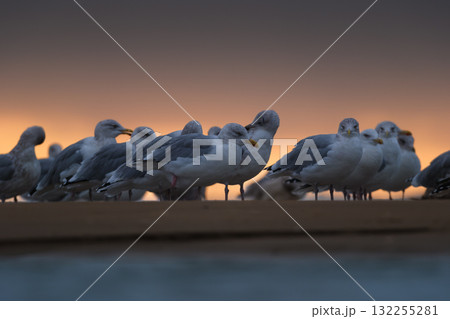 Seagull silhouettes on the seashore. Beach and sunset light. Birds in the wild. Seagull silhouettes on the seashore. Beach and sunset light. Birds in the wild. 132255281