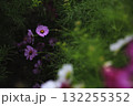 根元で力強く咲くコスモス 132255352