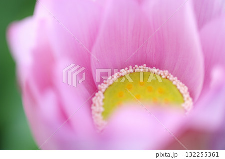田園でみたハスの花 田園でみたハスの花 132255361