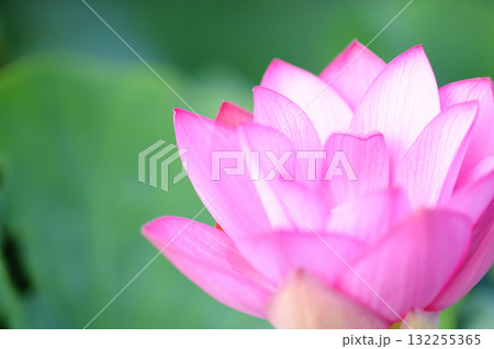 田園でみたハスの花 132255365