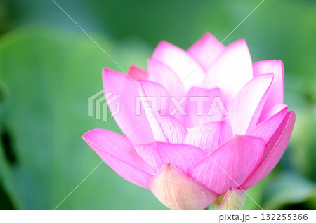 田園でみたハスの花 132255366