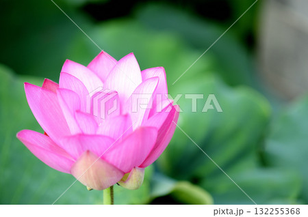 田園でみたハスの花 田園でみたハスの花 132255368