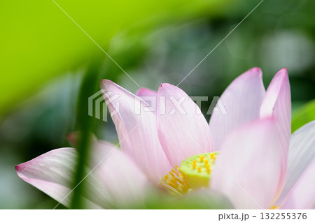田園でみたハスの花 132255376