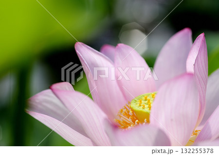 田園でみたハスの花 132255378