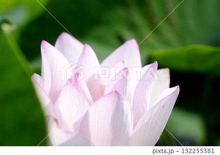 田園でみたハスの花 田園でみたハスの花 132255381