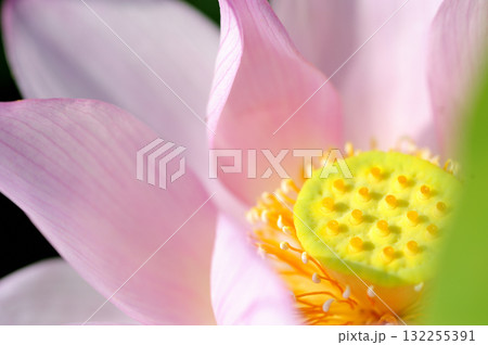 田園でみたハスの花 田園でみたハスの花 132255391