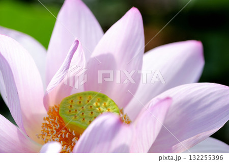 田園でみたハスの花 田園でみたハスの花 132255396