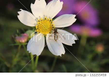 秋の野原に咲く白いコスモスの花の蜜を吸うフタホシヒラタハナアブ 132255459