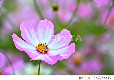 秋のスキー場に咲くコスモスの花 132255645