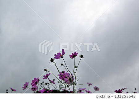 秋風に揺れる秋桜 秋風に揺れる秋桜 132255648