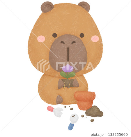 Capybara garden  132255660