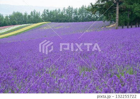 Lavender field blooming in countryside with visitors walking and enjoying nature at Hokkaido, Japan Lavender field blooming in countryside with visitors walking and enjoying nature at Hokkaido, Japan 132255722