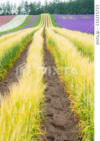 Colorful flower and wheat fields with dirt path in rural landscape at Hokkaido, Japan 132255723