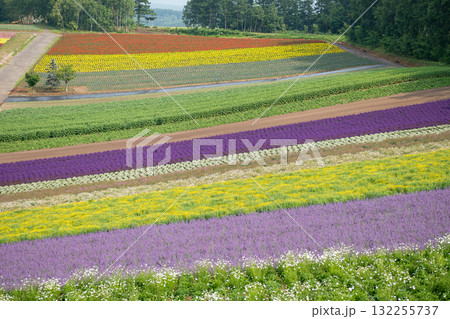 Colorful flower fields blooming in rural landscape during daytime at Hokkaido, Japan 132255737