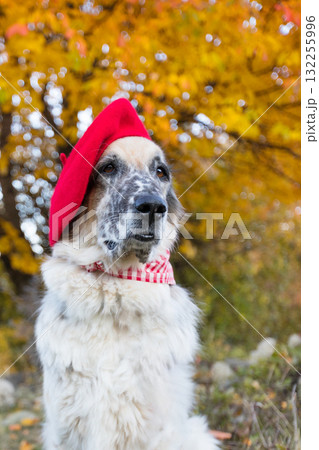 Big dog in bright red beret in autumn park Big dog in bright red beret in autumn park 132255996