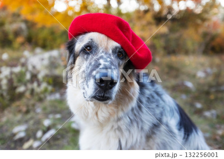 Big dog in bright red beret in autumn park 132256001
