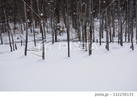雪に覆われた冬の青い池　美瑛町 132256135