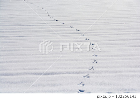 雪の上の野生動物の足跡 132256143
