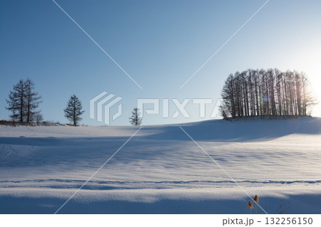 雪の丘の上のカラマツ林と夕陽 132256150