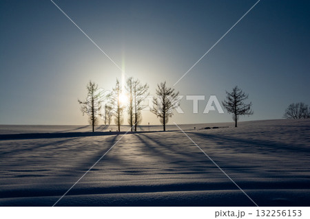 冬の夕日と雪原に伸びるカラマツの影 132256153