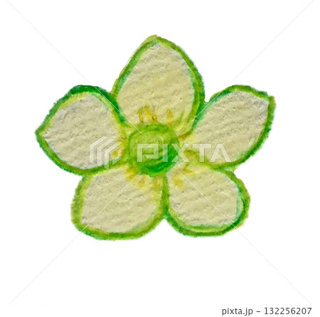 水彩色鉛筆で描いたいちごの花 水彩色鉛筆で描いたいちごの花 132256207