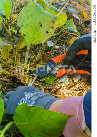 Hands Pruning Plant Stems with Garden Scissors in Autumn Garden Hands Pruning Plant Stems with Garden Scissors in Autumn Garden 132256359
