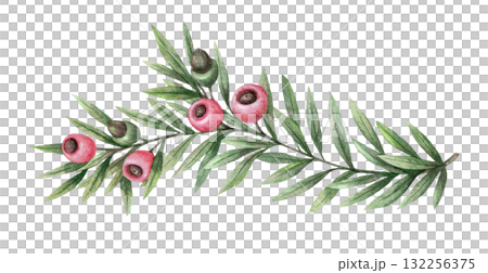 European yew branch with green foliage and pink berry hand drawn in watercolor with sparkling and pencil texture. Elegant festive botanical element. Perfect for Christmas card and other seasonal art. 132256375