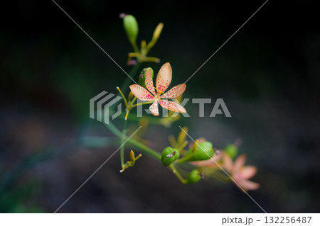 星形が美しいヒオウギの花 星形が美しいヒオウギの花 132256487